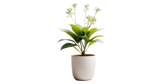 pontederia,potted palm,flowers png,scaphosepalum,potted plant,androsace rattling pot,citronella,container plant,pineapple lily,palm lily,monocotyledon,indoor plant,ikebana,ceratostylis,ornithogalum,bellenplant,houseplant,veratrum,sego lily,ornamental plant,Photography,Documentary Photography,Documentary Photography 35