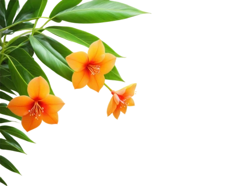 orange climbing plant,tropical floral background,flowers png,oleaceae,fabaceae,orange flowers,ericaceae,orange jasmine,tangerine tree,epidendrum,passifloraceae,tropical flowers,xanthorrhoeaceae,trumpet vine,bengal trumpet vine,growing mandarin tree,alstroemeriaceae,frangipani,climbing plant,chinese trumpet vine,Illustration,Realistic Fantasy,Realistic Fantasy 27