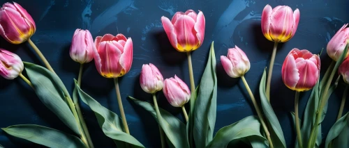 tulip background,pink tulips,tulip flowers,tulips,two tulips,floral digital background,tulipa,tulip bouquet,pink tulip,flowers png,flower background,red tulips,tulip branches,wild tulips,floral background,tulip blossom,tulipa tarda,turkestan tulip,orange tulips,spring background