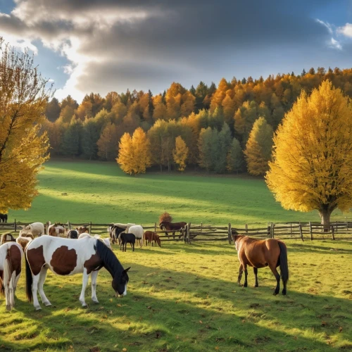 cows on pasture,autumn chores,beautiful horses,horse herd,pasture fence,livestock farming,equines,horse grooming,simmental cattle,fall landscape,pasture,equine,autumn landscape,farm landscape,farm background,autumn idyll,autumn background,dairy cattle,domestic cattle,autumn scenery,Photography,General,Realistic