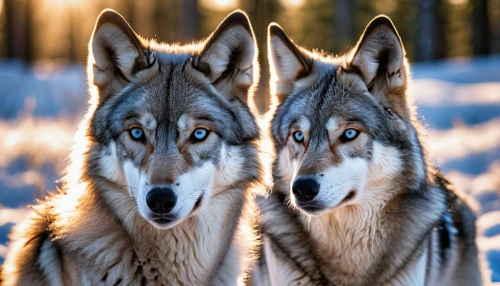 huskies,two wolves,wolf couple,wolves,sakhalin husky,saarloos wolfdog,canis lupus,wolfdog,european wolf,wolf pack,canines,northern inuit dog,canidae,gray wolf,malamute,werewolves,sled dog,german shepards,czechoslovakian wolfdog,hunting dogs,Photography,General,Realistic
