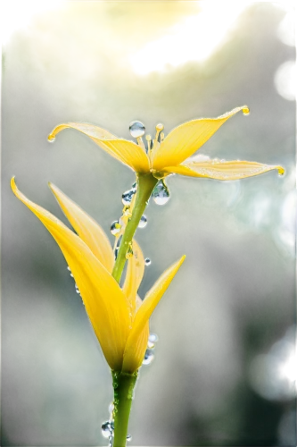 yellow bell flower,rain lily,flower of water-lily,stamens,yellow canada lily,dew drops on flower,stamen,yellow flower,yellow gerbera,dewdrops,fennel flower,woodland sunflower,ylang-ylang,dewdrop,arnica,yellow petal,yellow bell,dew drop,yellow petals,yellow trumpet flower,Illustration,Black and White,Black and White 34