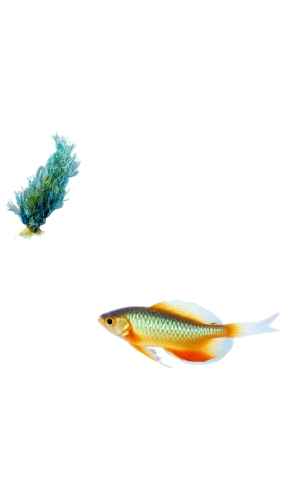 ornamental fish,diamond tetra,mandarinfish,fairy wrasse,wrasse,discus fish,fighting fish,aquarium fish feed,discus cichlid,blue stripe fish,wrasses,tobaccofish,siamese fighting fish,betta splendens,two fish,cichlid,small fish,discus,tropical fish,perch,Conceptual Art,Daily,Daily 06