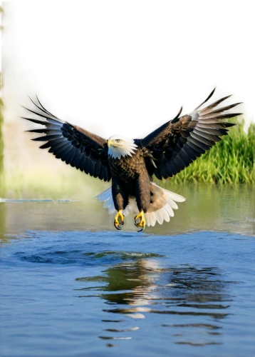 african fishing eagle,fishing hawk,fish eagle,african fish eagle,sea eagle,american bald eagle,bald eagle,sea hawk,the danube delta,danube delta,steller's sea eagle,of prey eagle,african eagle,flying hawk,in flight,white-tailed eagle,bird in flight,giant sea eagle,white tailed eagle,marsh harrier,Conceptual Art,Oil color,Oil Color 11