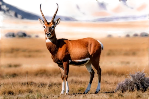 hartebeest,pronghorn,thomson's gazelle,gemsbok,blackbuck,kudu,kudu buck,springbok,antelope,cervus elaphus,common eland,gazelle,manchurian stag,goat-antelope,waterbuck,leuconotopicus,antelopes,anthracoceros coronatus,argali,male deer,Conceptual Art,Oil color,Oil Color 10