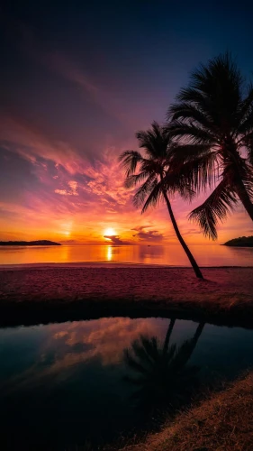 cook islands,hawaii,coconut tree,palm tree silhouette,tropical island,tropical beach,sunset beach,sunrise beach,french polynesia,coconut palms,palm tree,palm silhouettes,mauritius,philippines,coconut trees,fiji,tropical sea,coconut palm tree,two palms,incredible sunset over the lake