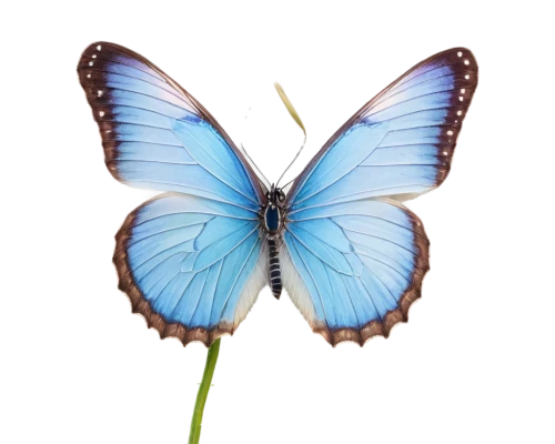 blue butterfly background,morpho butterfly,morpho peleides,butterfly vector,blue morpho butterfly,blue morpho,morpho,butterfly clip art,ulysses butterfly,butterfly background,mazarine blue butterfly,melanargia,blue butterfly,butterfly isolated,hesperia (butterfly),satyrium (butterfly),common blue butterfly,white admiral or red spotted purple,isolated butterfly,flutter,Illustration,American Style,American Style 07