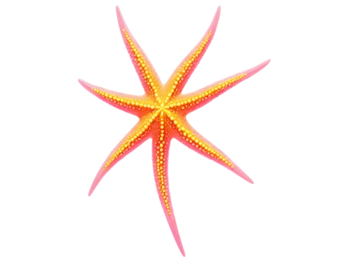 sea star,starfish,starfishes,echinoderm,bascetta star,star anemone,nautical star,star illustration,six-pointed star,star flower,asteracea,magic star flower,six pointed star,christ star,star anise,sea-urchin,star-shaped,star pattern,moravian star,sunstar,Unique,Design,Logo Design
