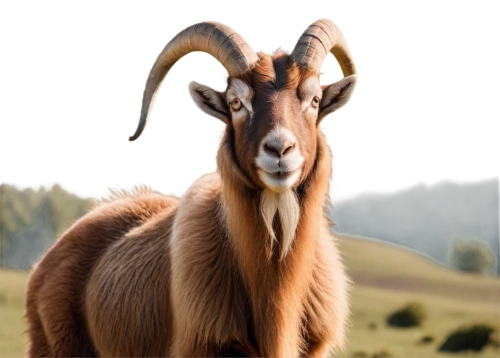 anglo-nubian goat,goat-antelope,chamois,bazlama,domestic goat,feral goat,boer goat,goatflower,ibexes,mouflon,billy goat,lama,ram,mountain sheep,chamois with young animals,vicuña,llama,barbary sheep,goat horns,domestic goats,Illustration,Retro,Retro 01