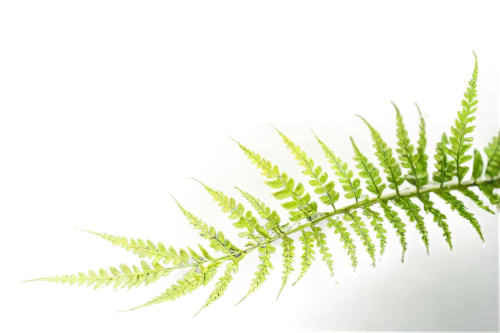 fern plant,fern leaf,ostrich fern,leaf fern,ferns,fern fronds,ferns and horsetails,citronella,fern,palm tree vector,frond,grass fronds,palm leaf,cycad,green background,feather bristle grass,fir fronds,leaf background,spring leaf background,leucaena,Photography,Documentary Photography,Documentary Photography 14