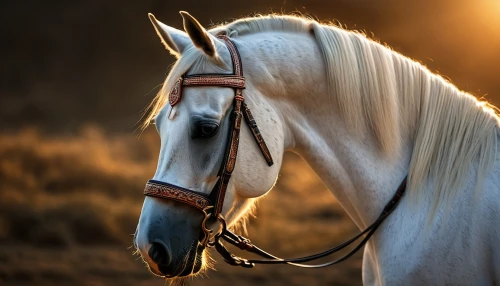 albino horse,a white horse,arabian horse,equine,portrait animal horse,white horse,beautiful horses,belgian horse,gypsy horse,draft horse,arabian horses,colorful horse,quarterhorse,palomino,dream horse,haflinger,white horses,shire horse,iceland horse,mustang horse,Photography,General,Fantasy