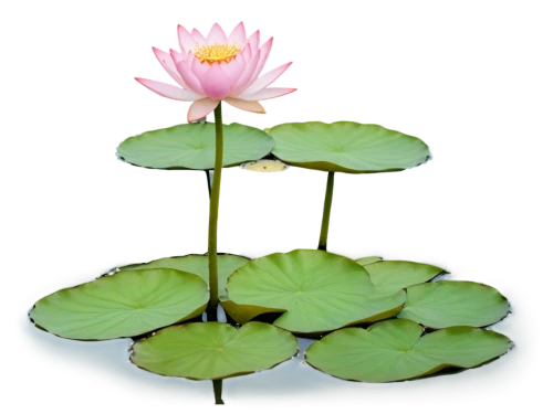 lotus on pond,lotus png,water lotus,lotus flowers,lotus flower,water lily plate,waterlily,sacred lotus,pond flower,lotus blossom,lotus ffflower,lotus,lotus pond,lotus with hands,lotuses,water lily,flower of water-lily,pink water lily,lotus plants,stone lotus,Photography,Documentary Photography,Documentary Photography 38