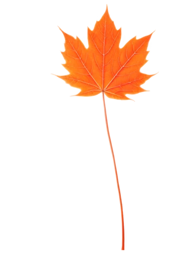 maple leaf,red maple leaf,yellow maple leaf,maple leaf red,maple leave,leaf background,maple foliage,maple leaves,fall leaf,trumpet leaf,leaf maple,leaf rectangle,maple bush,canadian flag,autumn leaf,oak leaf,leaf drawing,autumn leaf paper,fall leaf border,thunberg's fan maple,Illustration,Black and White,Black and White 17