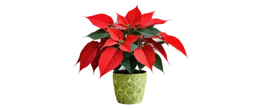 christmas flower,flowers png,natal lily,flower of christmas,poinsettia,artificial flower,poinsettia flower,xmas plant,christmas arrangement,firecracker flower,etlingera corneri,anthurium,epiphyllum,hippeastrum,torch ginger,amaryllis,rocket flower,christmas bells,epiphyllum oxypetalum,gymea lily,Art,Artistic Painting,Artistic Painting 44