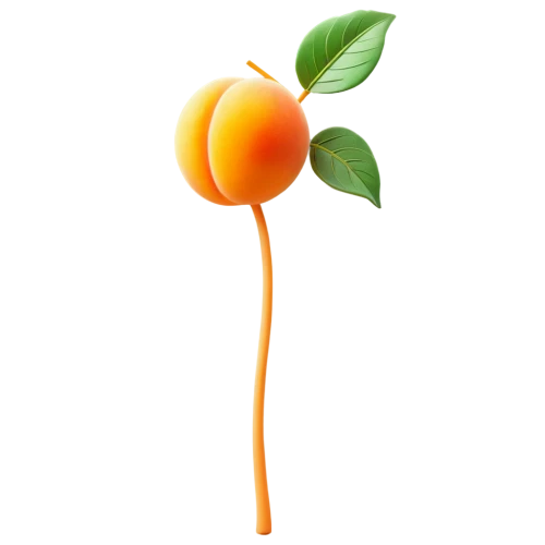 valencia orange,apricot,kumquat,mitarashi dango,apricot kernel,tangerine tree,dango,tangerines,apricots,satsuma,calamondin,minneola,orange trumpet,orange fruit,growing mandarin tree,defense,kumquats,citrus,orange,mango,Unique,3D,Garage Kits