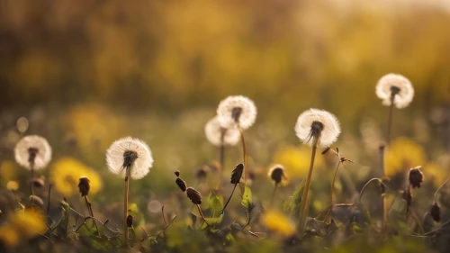 cotton grass,coltsfoot,chamomile in wheat field,meadow flowers,dandelion field,field flowers,dandelion meadow,blooming grass,taraxacum officinale,taraxacum,meadow plant,flowering meadow,small meadow,dandelions,grass blossom,yellow grass,spring meadow,hare tail grasses,cattails,wild meadow,Photography,General,Cinematic