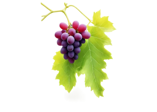 grapes icon,wine grape,wine grapes,table grapes,grapes,red grapes,purple grapes,grape vine,fresh grapes,wood and grapes,grape hyancinths,vineyard grapes,unripe grapes,currant decorative,vitis,grape seed extract,grapevines,bunch of grapes,grape turkish,blue grapes,Illustration,Realistic Fantasy,Realistic Fantasy 41