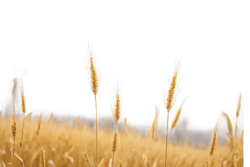 wheat grasses,wheat fields,wheat field,wheat crops,wheat ear,dried grass,wheat grain,wheat ears,strand of wheat,rye in barley field,strands of wheat,long grass,spikelets,barley field,foxtail barley,triticale,reed grass,grain field,dry grass,durum wheat,Conceptual Art,Sci-Fi,Sci-Fi 01