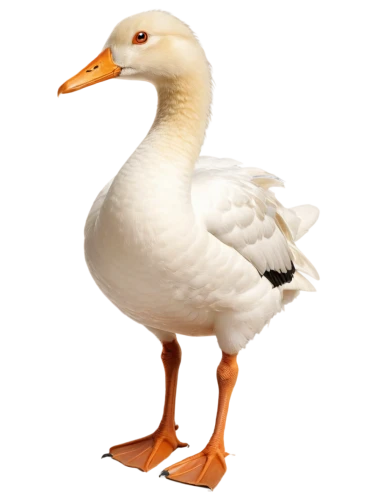 gooseander,cayuga duck,brahminy duck,duck,female duck,ornamental duck,seaduck,duck bird,goose,the duck,bird png,nile goose,canard,dodo,a pair of geese,duckhorn,duck females,water fowl,anatidae,araucana,Illustration,Retro,Retro 19