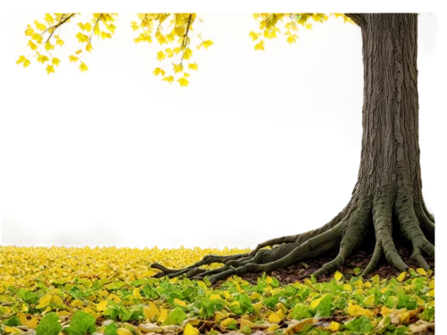 yellow tabebuia,golden trumpet tree,linden tree,ginkgo biloba,norway maple,yellow leaves,deciduous tree,ginkgo,mustard plant,flourishing tree,osage orange,golden trumpet trees,tabebuia,tulip tree,deciduous trees,gingko,yellow mustard,intensely green hornbeam wallpaper,deciduous,yellow leaf,Conceptual Art,Oil color,Oil Color 09