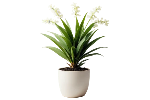 pontederia,citronella,potted palm,yucca,androsace rattling pot,yucca gloriosa,pineapple lily,ceratostylis,sweet grass plant,yucca palm,flowers png,eucomis,crinum,yucca elephantipes,sansevieria,billbergia pyramidalis,monocotyledon,palm lily,sego lily,potted plant,Art,Artistic Painting,Artistic Painting 39