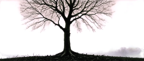 old tree silhouette,tree silhouette,isolated tree,lone tree,deciduous tree,tree thoughtless,creepy tree,tree,a tree,bare tree,brown tree,celtic tree,the branches of the tree,cardstock tree,elm tree,vinegar tree,a young tree,tree white,bodhi tree,old tree,Illustration,Black and White,Black and White 11