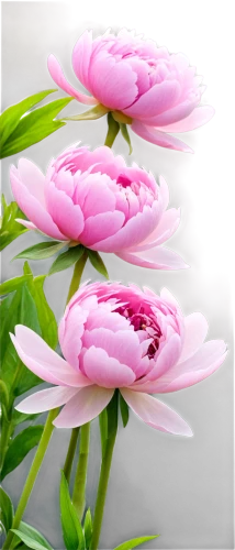 flowers png,pink water lilies,pink chrysanthemum,lotus flowers,pink water lily,flower background,pink lisianthus,pink flowers,lily flower,dahlia pink,pink magnolia,pink flower,pink chrysanthemums,chrysanthemum background,pink petals,cosmea,flower pink,pink tulips,pink daisies,lotus ffflower,Photography,Fashion Photography,Fashion Photography 26