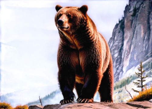 brown bear,grizzlies,grizzly,brown bears,bear,grizzly bear,kodiak bear,bear guardian,scandia bear,bear kamchatka,great bear,cute bear,nordic bear,bears,bear market,grizzly cub,american black bear,buffalo plaid bear,big bear,sun bear,Unique,Paper Cuts,Paper Cuts 08