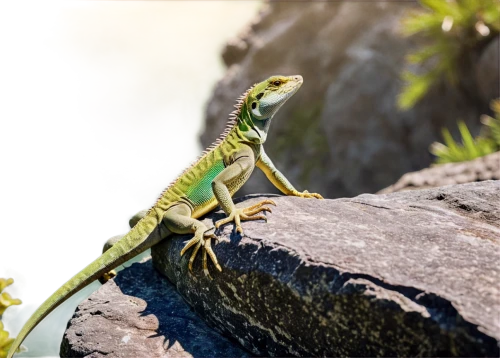 ring-tailed iguana,green crested lizard,eastern water dragon lizard,european green lizard,green iguana,dragon lizard,green lizard,eastern water dragon,collared lizard,iguana,chinese water dragon,iguanas,emerald lizard,common collared lizard,iguanidae,malagasy taggecko,climbing salamander,wonder gecko,anole, anole,Unique,Paper Cuts,Paper Cuts 06