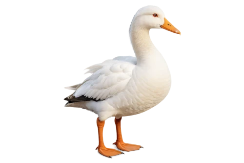 gooseander,cayuga duck,female duck,brahminy duck,duck,goose,greylag goose,ornamental duck,snow goose,nile goose,easter goose,duck bird,a pair of geese,young goose,seaduck,bird png,canard,geese,the duck,cygnet,Illustration,Black and White,Black and White 29