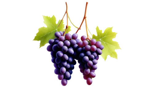 grapes icon,purple grapes,grapes,wine grapes,fresh grapes,wine grape,table grapes,grape hyancinths,red grapes,vineyard grapes,grape vine,blue grapes,grapevines,grape vines,bunch of grapes,vitis,grape seed extract,wood and grapes,currant decorative,grape harvest,Art,Classical Oil Painting,Classical Oil Painting 09