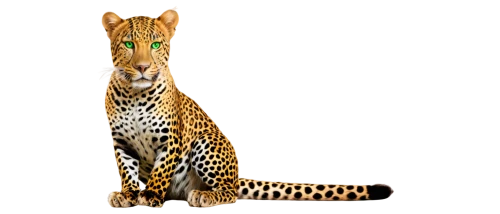 felidae,jaguar,hosana,bengalenuhu,ocelot,bengal,schleich,bengal cat,fossa,patrol,leopard,toyger,tiger png,african leopard,cheetah,ocicat,arabian mau,animal figure,aaa,oriental shorthair,Art,Artistic Painting,Artistic Painting 20