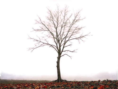 isolated tree,lone tree,deciduous tree,lonely chestnut,autumn fog,autumn tree,scarlet oak,bare tree,seasonal tree,dead leaves,tree thoughtless,deciduous trees,brown tree,deciduous,halloween bare trees,black maple,defoliation,a young tree,red oak,sapling,Illustration,Black and White,Black and White 32