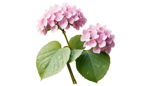 flowers png,flower illustration,small-leaf lilac,illustration of the flowers,hyacinth bean,pink hydrangea,butterbur,soprano lilac spoon,kalanchoe,pink hyacinth,cyclamen,hydrangeaceae,trifolium,flower illustrative,trifolium medium,hydrangea,mertensia,trifolium incarnatum,lilacs,common lilac,Photography,Documentary Photography,Documentary Photography 15