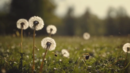 cotton grass,dandelion background,taraxacum,dandelions,dandelion field,dandelion meadow,dandelion flying,common dandelion,taraxacum officinale,dandelion,dandelion seeds,flying dandelions,dandelion flower,meadow flowers,coltsfoot,mayweed,taraxacum ruderalia,meadow plant,coneflowers,meadow daisy,Photography,General,Cinematic