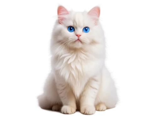 turkish angora,turkish van,cat with blue eyes,cat on a blue background,blue eyes cat,white cat,british longhair cat,japanese bobtail,birman,cat vector,domestic long-haired cat,breed cat,american curl,ragdoll,siberian cat,cat image,kurilian bobtail,cute cat,american bobtail,norwegian forest cat,Conceptual Art,Sci-Fi,Sci-Fi 21