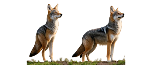 pair of ungulates,macropodidae,guanaco,macropus rufogriseus,ibexes,pronghorn,eastern grey kangaroo,chamois,gazelles,antelope,european deer,kangaroos,antelopes,goat-antelope,kangaroo,vulpes vulpes,czechoslovakian wolfdog,macropus giganteus,male deer,leuconotopicus,Illustration,Abstract Fantasy,Abstract Fantasy 12