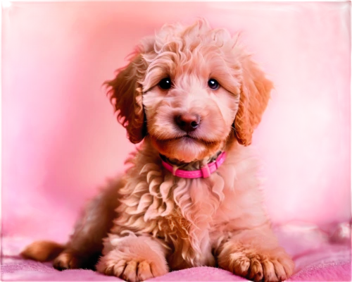 goldendoodle,miniature poodle,poodle crossbreed,cavapoo,labradoodle,toy poodle,welsh terrier,airedale terrier,otterhound,golden retriever puppy,standard poodle,irish soft-coated wheaten terrier,cute puppy,irish terrier,spinone italiano,lagotto romagnolo,lakeland terrier,spanish water dog,maltepoo,yorkipoo,Illustration,Realistic Fantasy,Realistic Fantasy 37