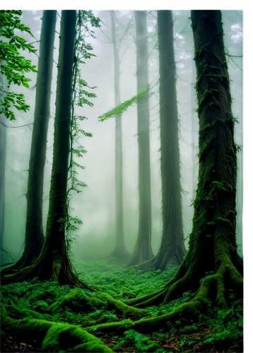 foggy forest,germany forest,green forest,aaa,bavarian forest,forest floor,beech forest,old-growth forest,elven forest,holy forest,coniferous forest,forest landscape,fairytale forest,fir forest,temperate coniferous forest,enchanted forest,haunted forest,forests,foggy landscape,deciduous forest,Conceptual Art,Daily,Daily 16