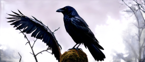 hyacinth macaw,black macaws sari,corvidae,carrion crow,black vulture,common raven,ravens,black raven,3d crow,raven bird,king of the ravens,blue macaws,black kite,american crow,corvus corax,crows bird,corvus,blue buzzard,blue macaw,blue crowned pigeon,Illustration,Retro,Retro 13