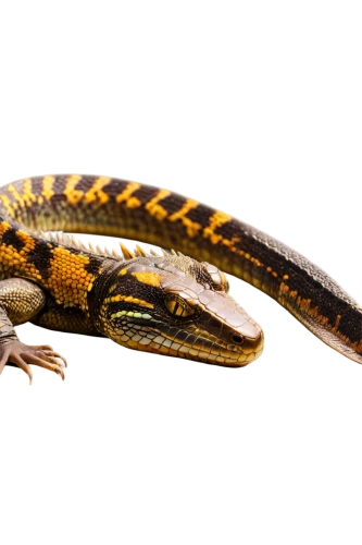 splendor skink,malagasy taggecko,tiger salamander,northern alligator lizard,true salamanders and newts,caiman lizard,fringe-toed lizard,western alligator lizard,salamandra,alligator lizard,alligator mississipiensis,real gavial,spring salamander,skink,eleutherodactylus,dusky salamander,caiman crocodilus,mole salamander,crocodilian reptile,woodland salamander,Unique,3D,Modern Sculpture