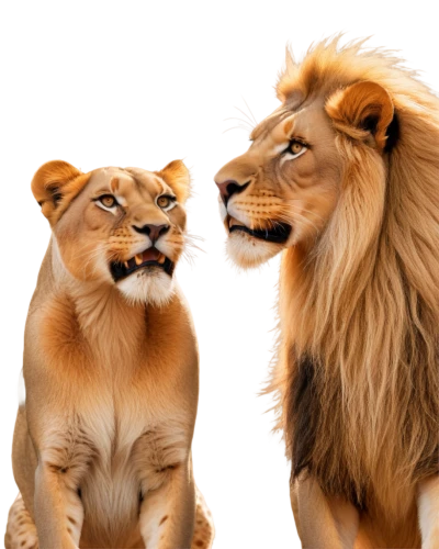 lions couple,male lions,two lion,lions,lionesses,lion children,lion father,panthera leo,lion with cub,roar,big cats,lion,lion white,to roar,roaring,male lion,african lion,lion head,lion - feline,white lion family,Illustration,Paper based,Paper Based 08