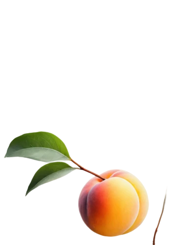 nectarine,nectarines,mango,apricot,calamondin,kumquat,valencia orange,apricots,sapodilla,syzygium,peach palm,apricot kernel,loquat,peach tree,peaches,indian jujube,stone fruit,guava,pluot,european plum,Illustration,Paper based,Paper Based 05
