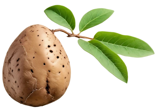 sapodilla,rock pear,sapodilla family,indian almond,allspice,carob,asian pear,terminalia catappa,juglans,pear cognition,aesculus,rabihorcado,oleaceae,morinda,cherimoya,feijoa,sacred fig,ericaceae,salak,barbary fig,Illustration,Retro,Retro 20