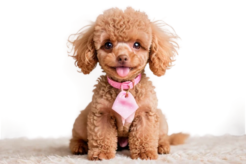 toy poodle,miniature poodle,poodle crossbreed,cavapoo,standard poodle,lagotto romagnolo,chihuahua poodle mix,english cocker spaniel,cavalier king charles spaniel,cockapoo,american cocker spaniel,pet vitamins & supplements,cocker spaniel,yorkipoo,cavachon,goldendoodle,american water spaniel,airedale terrier,dog photography,welsh terrier,Illustration,Japanese style,Japanese Style 02