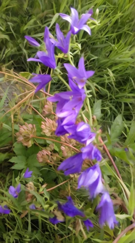 bellflowers,lobelia,blue flowers,purple flowers,gentians,serbian bellflower,beautiful bluebells,bluebells,blue cardinal flower,flowers of the field,flowers in may,gentian,harebell,rocket flowers,trumpet gentian,larkspur,spurflowers,flowers in wheel barrel,bluebell,gentian family