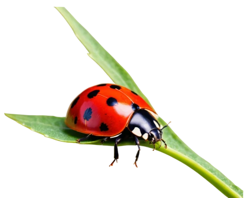 ladybug,two-point-ladybug,ladybird,coccinellidae,lady bug,asian lady beetle,ladybird beetle,ladybugs,hatching ladybug,leaf beetle,rose beetle,brush beetle,garden leaf beetle,insect,coleoptera,harlequin cabbage bug,insects,ciconia ciconia,bongo,cynthia (subgenus),Illustration,Retro,Retro 18