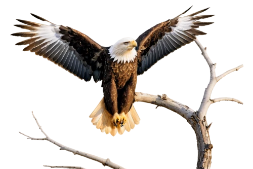 eagle illustration,eagle drawing,african fishing eagle,fish eagle,american bald eagle,african eagle,of prey eagle,steppe eagle,eagle vector,bald eagle,eagle,white-tailed eagle,white tailed eagle,sea head eagle,mongolian eagle,sea eagle,african fish eagle,savannah eagle,eagles,eagle eastern,Art,Classical Oil Painting,Classical Oil Painting 12