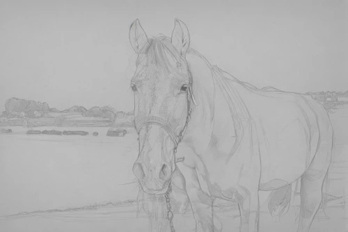 a white horse,white horse,portrait animal horse,draft horse,graphite,equine,a horse,racehorse,horse,painted horse,albino horse,belgian horse,pencil and paper,the horse at the fountain,konik,white horses,palomino,young horse,gallop,arabian horse,Design Sketch,Design Sketch,Character Sketch