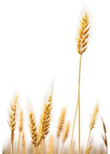 spikelets,wheat ear,wheat crops,einkorn wheat,durum wheat,strand of wheat,triticum durum,wheat ears,seed wheat,wheat grain,sprouted wheat,khorasan wheat,wheat grasses,strands of wheat,triticale,cereal grain,foxtail barley,wheat germ oil,dinkel wheat,barley cultivation,Conceptual Art,Daily,Daily 34